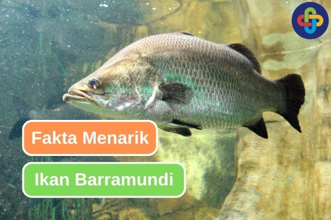 Simak 9 Fakta Menarik tentang Barramundi